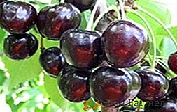 Cherry Leningrad negru