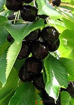"Dyber Black" - najbardziej charakterystyczne cechy odmiany, a także wskazówki dotyczące pielęgnacji i sadzenia