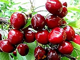 Conosciamo la varietà di ciliegie "Valery Chkalov"