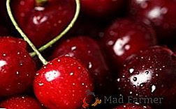 I migliori consigli per la cura della ciliegia e la semina