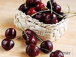 Le migliori varietà di ciliegie per la regione di Mosca