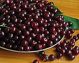 Cherry odroda "Molodyozhnaya": opis odrody
