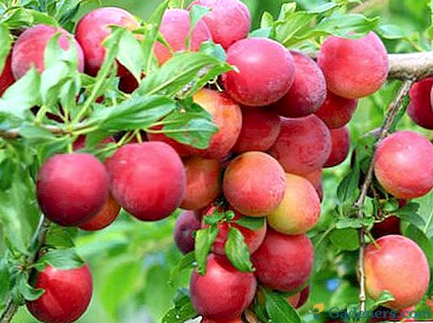 Vyšnių slyvų sodinimas ir priežiūra viduriniuose juostose yra dauginimasis