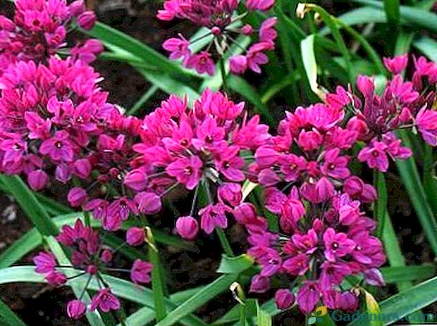 Allium - výsadba a péče o reprodukci osiva na volném poli