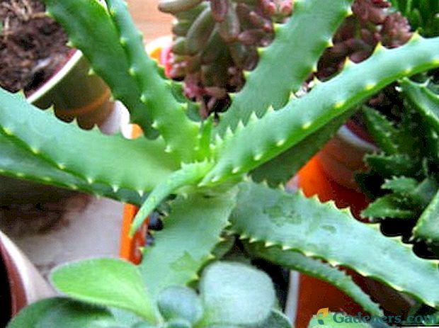 Aloe home care zalievanie replanting a reprodukcie