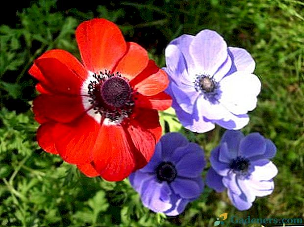 Chov anemónov a ich starostlivosť a pestovanie zo semien