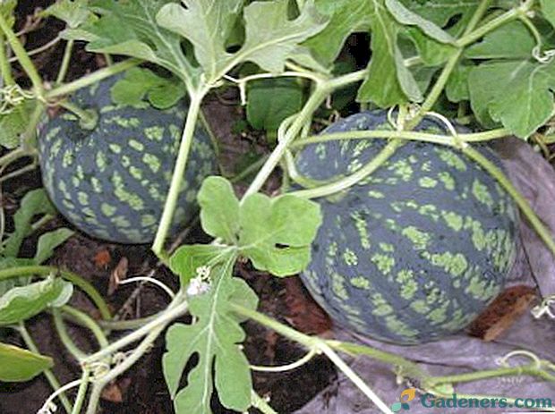 Venkovní kultivační semena melounů pro sazenice