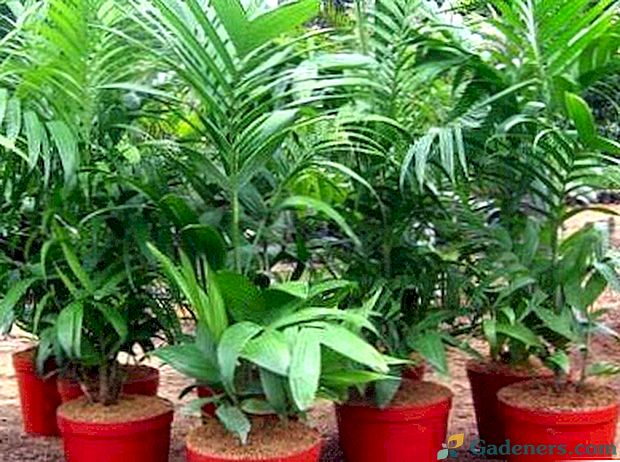 Areca palmių priežiūra namuose transplantacijos ir dauginimo