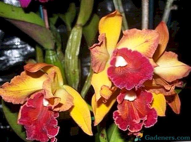 Brassavola Орхидеи своя вид и грижи у дома