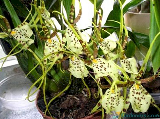 Брассиа орхидеја се бави домаћим трансплантацијом земљишта