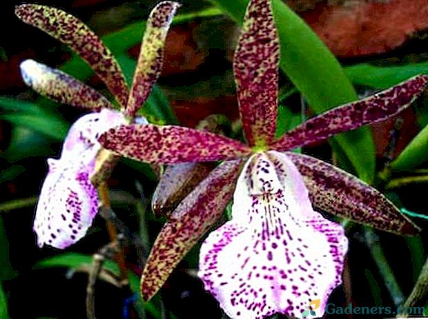 Brassokattleya orchidėja - priežiūra ir priežiūra namuose