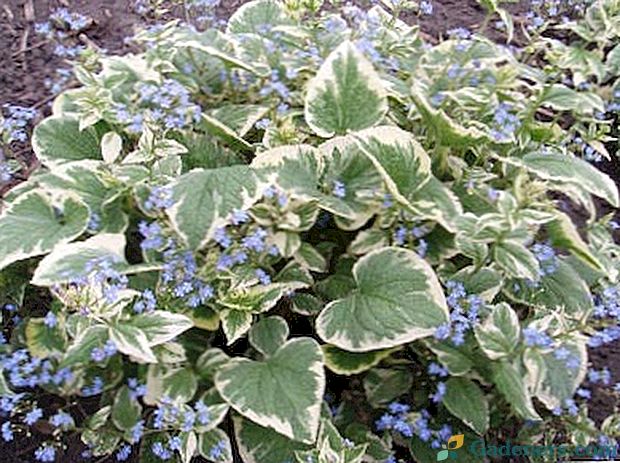 Brunner krupnolistnaya sadzenie i pielęgnacja w glebie i rozmnażanie