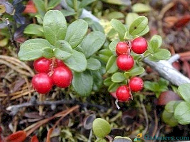Lingonberry sajenje in oskrba na odprtem področju koristne lastnosti