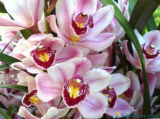 Cymbidium orchid domácí péče transplantační reprodukce