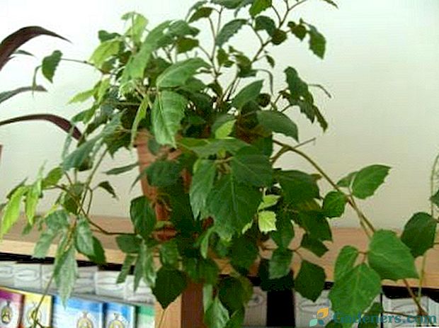 Cissus indoor grapes home care and breeding