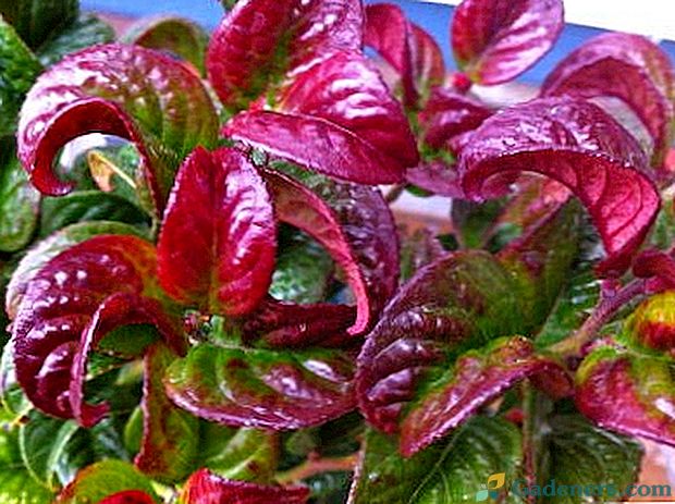 Leukotoe kręcone czerwone sadzenie i pielęgnacja uprawy materiału siewnego