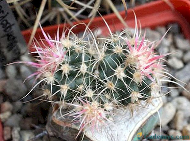 Echinocactus gruzone грижи при домашно поливане възпроизвеждане