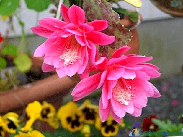 Epiphyllum за домашни грижи поливане трансплантация възпроизвеждане