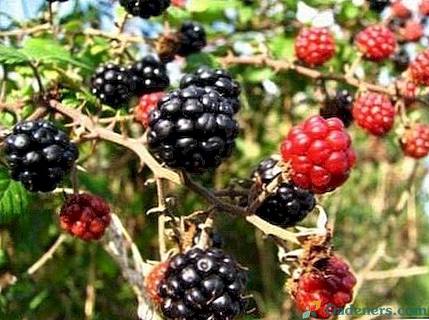 Blackberry sadenie a starostlivosť hnojenie prerezávanie a chov
