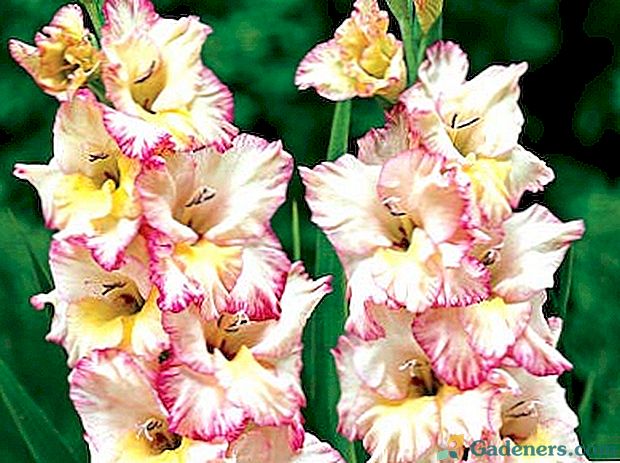 Pestovanie a starostlivosť o Gladiolus v úložisku na čistenie otvoreného terénu
