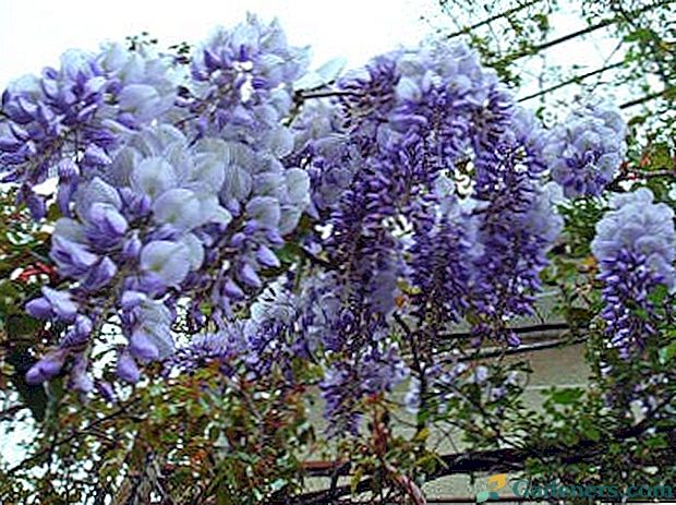 Pielęgnacja wisterii i uprawa przycinania i hodowli nawozów