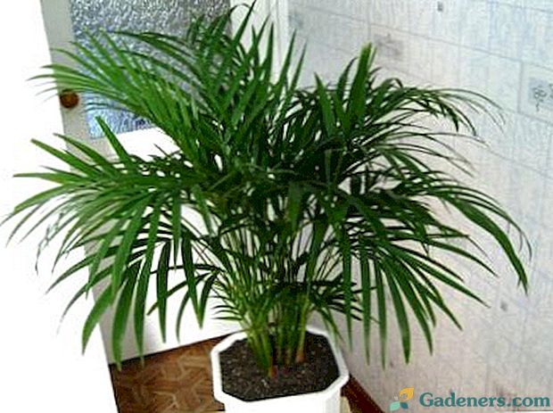 Chrysalidocarpus starostlivosť a rozmnožovanie doma
