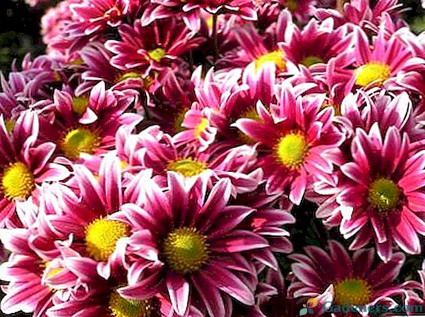 Chrysanthemum daugiamečių sodinimo ir priežiūros laistymo trąšų dauginimas