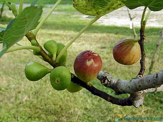 Ořechy se pěstují a pečují o recepty na otevřené pole
