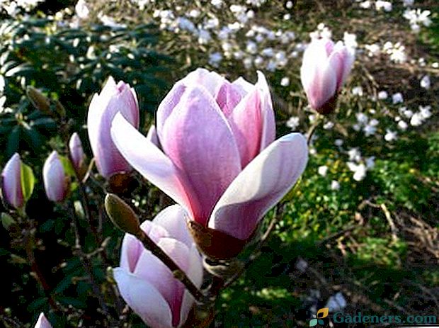 Uzgoj magnolija i njegu u uzgoju na otvorenom terenu