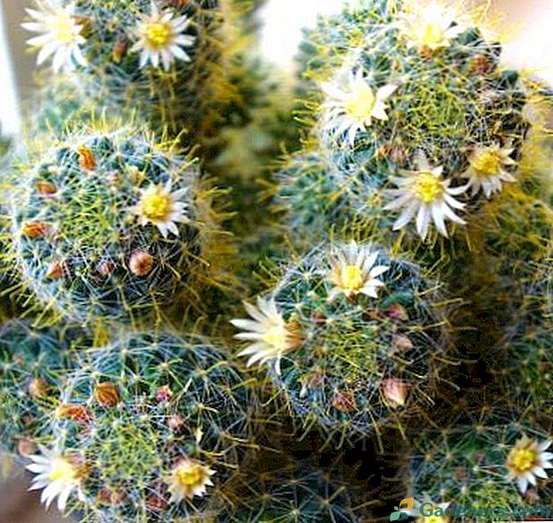 Mammilyaria kaktus péče doma