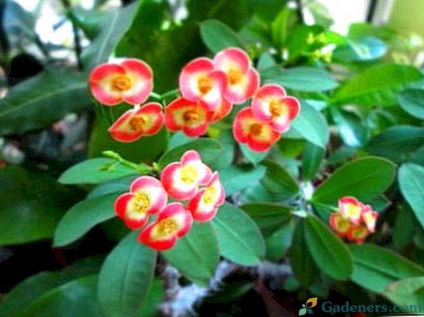 Euphorbia (euphorbia) domácí péče a reprodukce