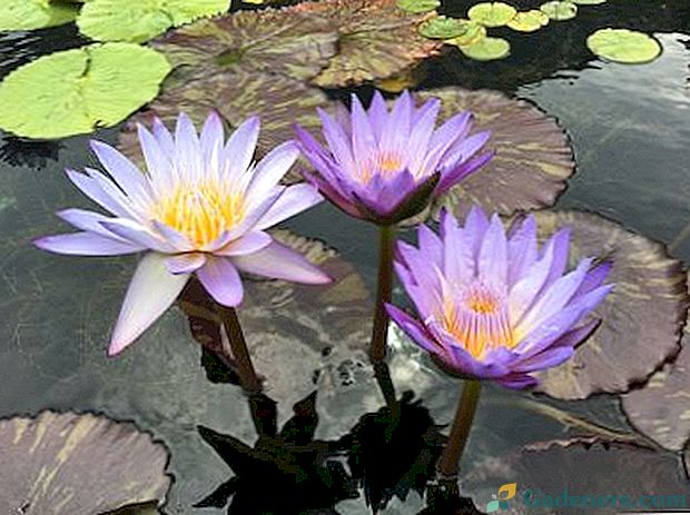 Nymphaea (водна лилия) засаждане и грижи в езеро или аквариум
