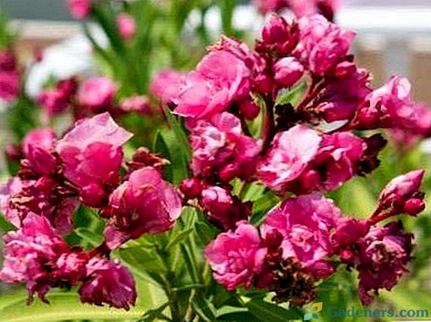 Oleander unutarnji uzgoj i skrb kod kuće