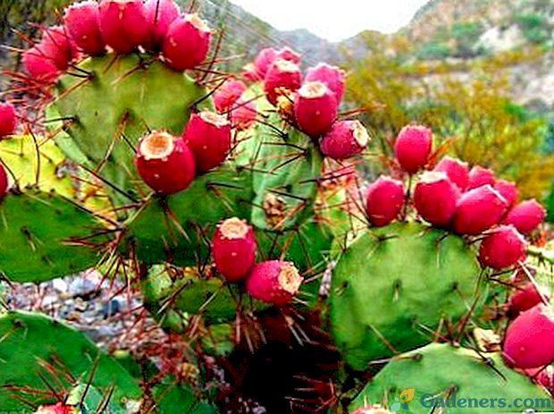Opuntia cactus domácí péče a reprodukce