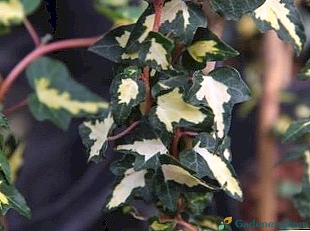 Ivy výsadba a péče v otevřeném poli zalévání řezání reprodukce