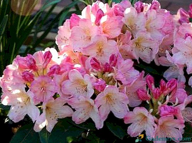 Rhododendron sadnju i njegu zalijevanje gnojiva, obrezivanje i uzgoj