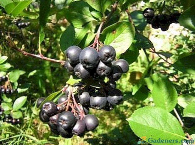 Rowan crna sadnja briga na otvorenom terenu uzgoja