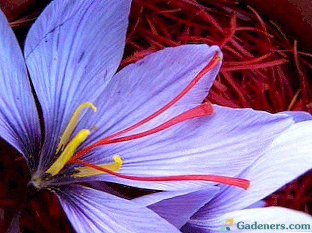 Saffron užitečné vlastnosti a aplikační pole koření