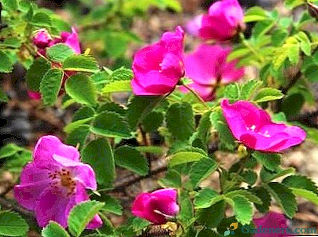 Rastlinstvo in oskrba vrtnic na prostem koristnih lastnosti