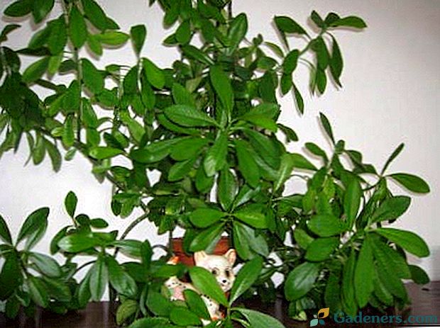 Sinadenium stablo ljubavi za kućnu njegu i reprodukciju