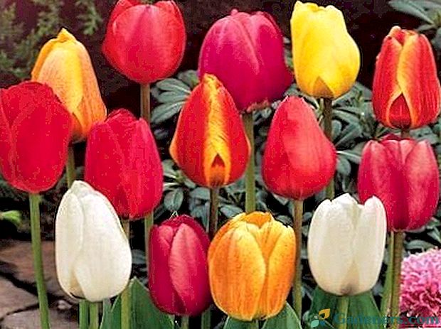 Sadzenie i pielęgnacja tulipanów w reprodukcji otwartego pola