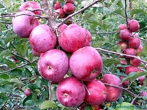 Jabolka drevesa sadike in oskrbe presaditev obrezovanje cepiča reprodukcijo