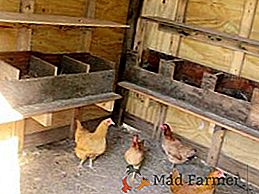 Srovnání s kuřecím kouskem: jak vytvořit hnízdo pro nosnice