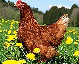 Litière de poulet: comment récolter, stocker et appliquer