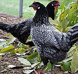Kurczaki andaluzyjskie