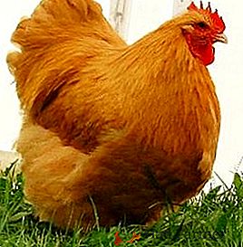 Порода пилета Orpington