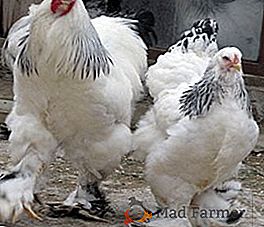 Pollos de Brama