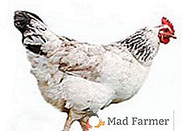 Opis najbolj priljubljene pasme mesa smeri Adler srebrni piščanci