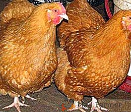 Descrição, foto, produtividade das galinhas da raça foxy chic