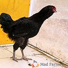 Разлике и особине црних брадатих пилића